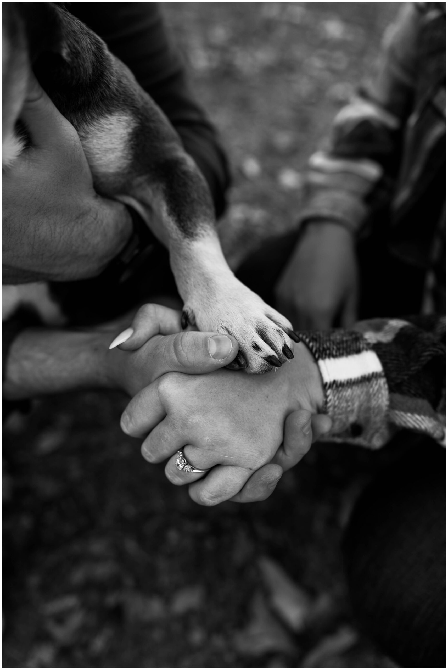 engagement photos with dog in Pittsburgh