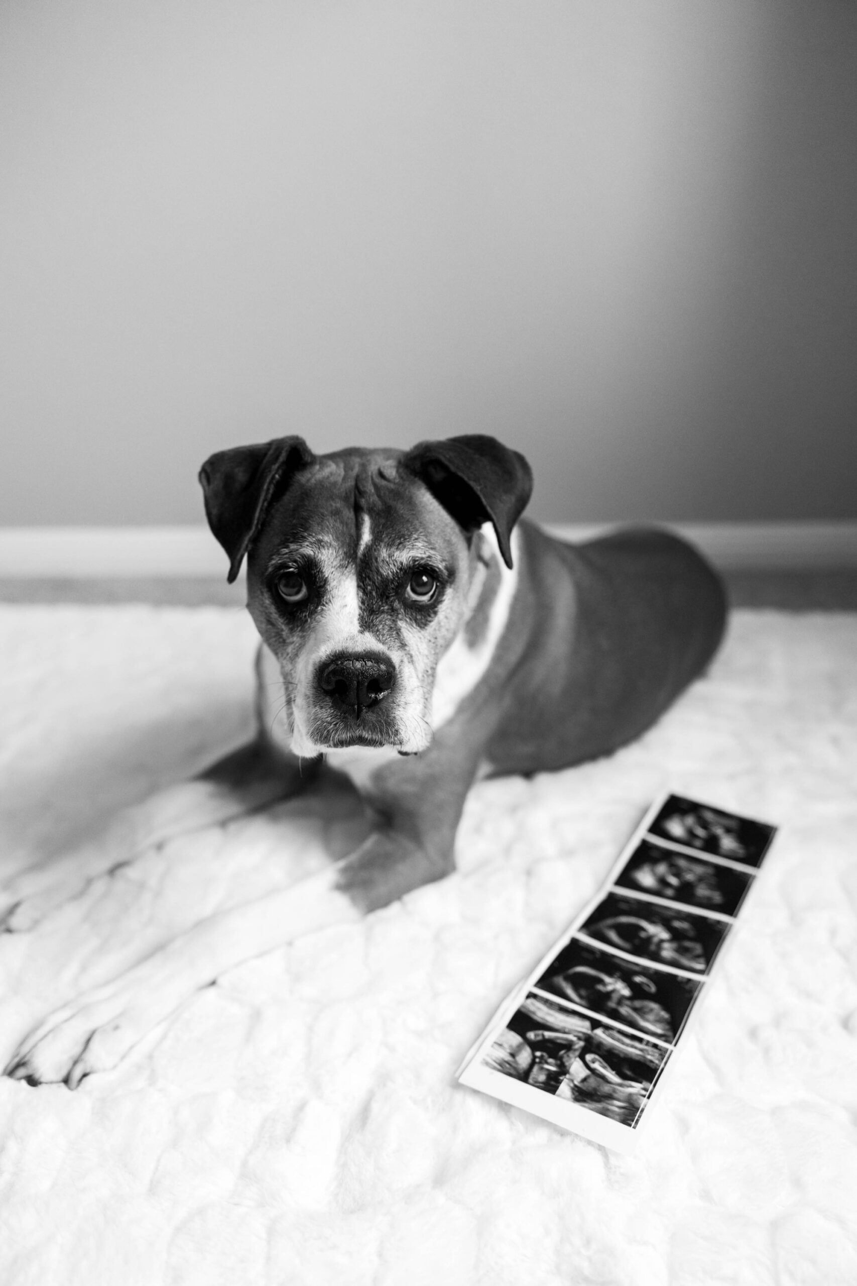 maternity photography in pittsburgh