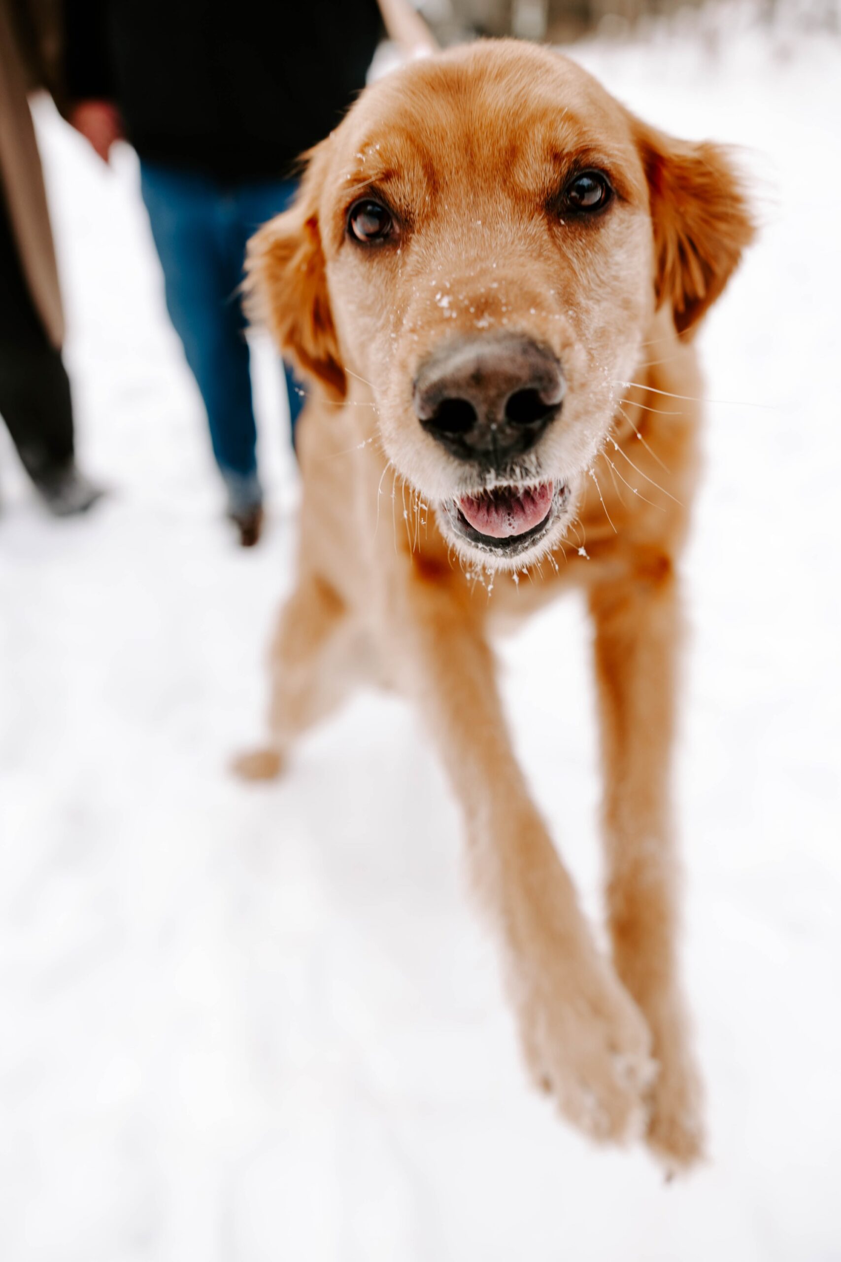 engagement photos with your dog